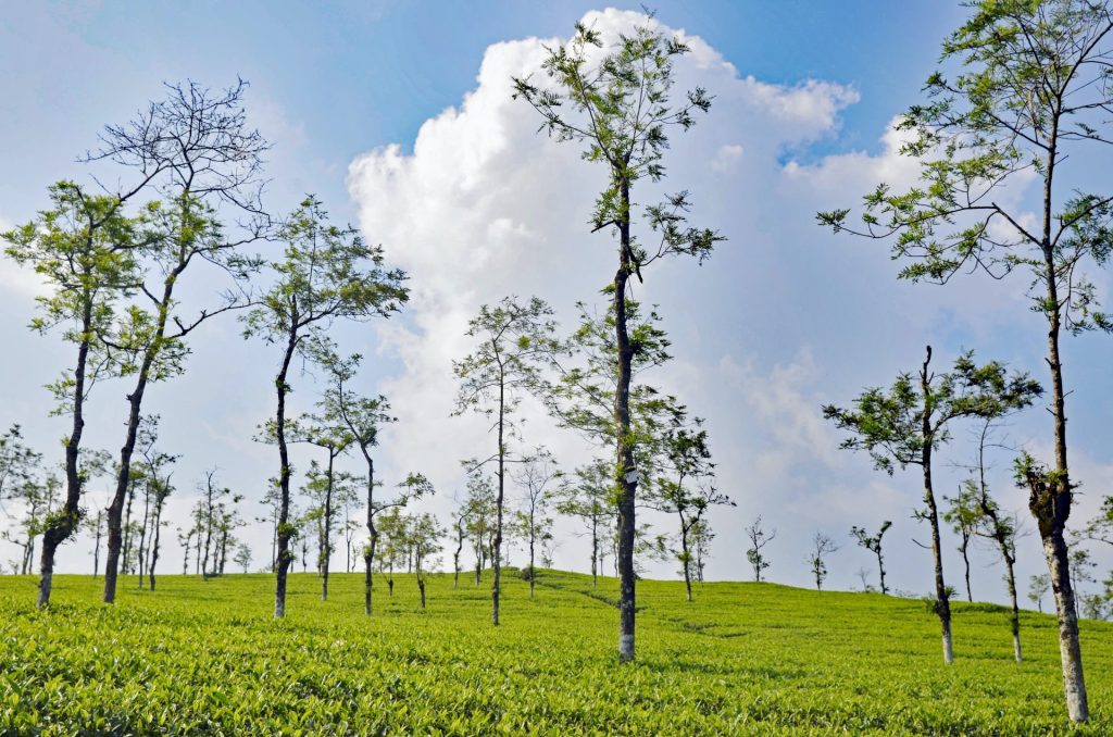 10 Tips for a Memorable Stay at a Hill Station in India